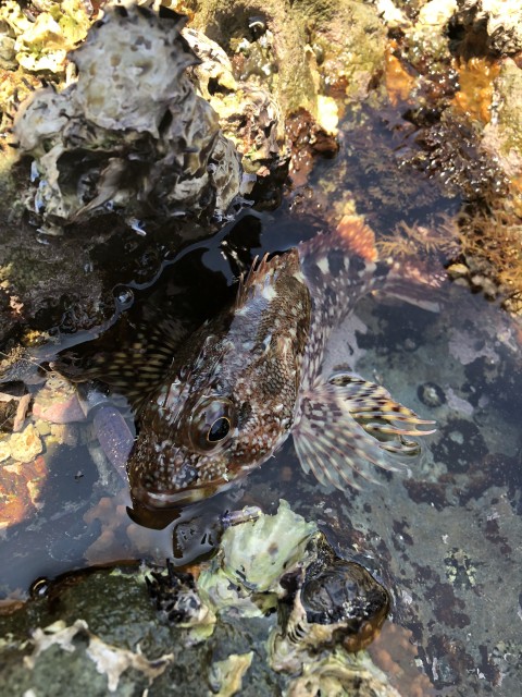 新製品！ＤＤヘッド25とＤＤ8（2.5ｲﾝﾁ）で日中ダートゲーム！！